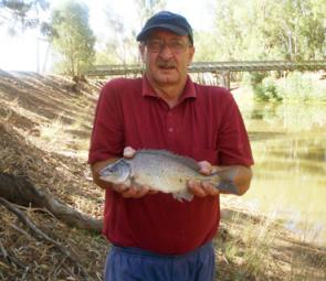 Aaron Huppatz caught this 65cm cod in the Macquarie River just out of Narromine on an AusSpin spinnerbait in purple and black.